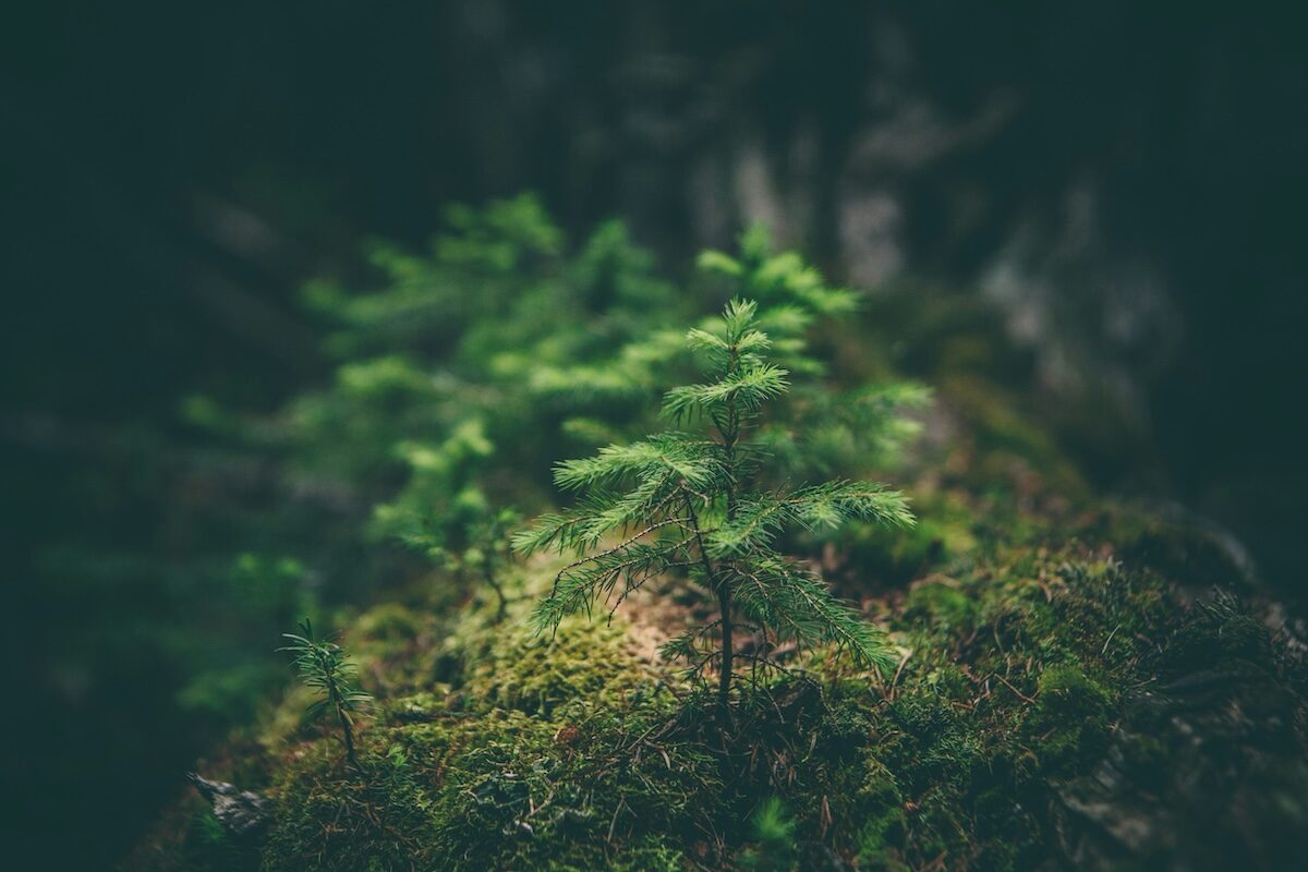 Young evergreen saplings growing on a moss-covered surface in a dimly lit forest environment.