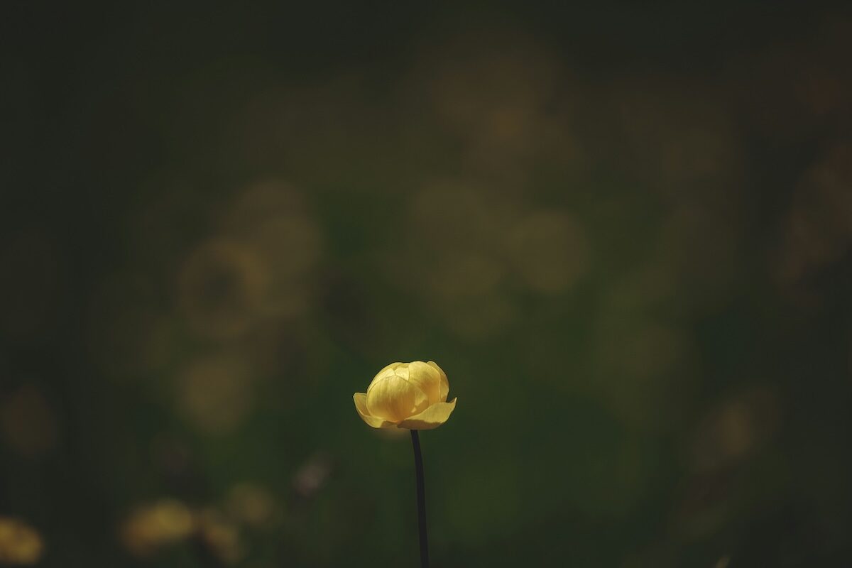 A single yellow flower stands against a dark, blurred background.