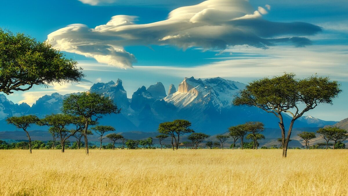A grassy savanna with scattered acacia trees in the foreground and snow-capped mountains under a blue sky with clouds in the background.