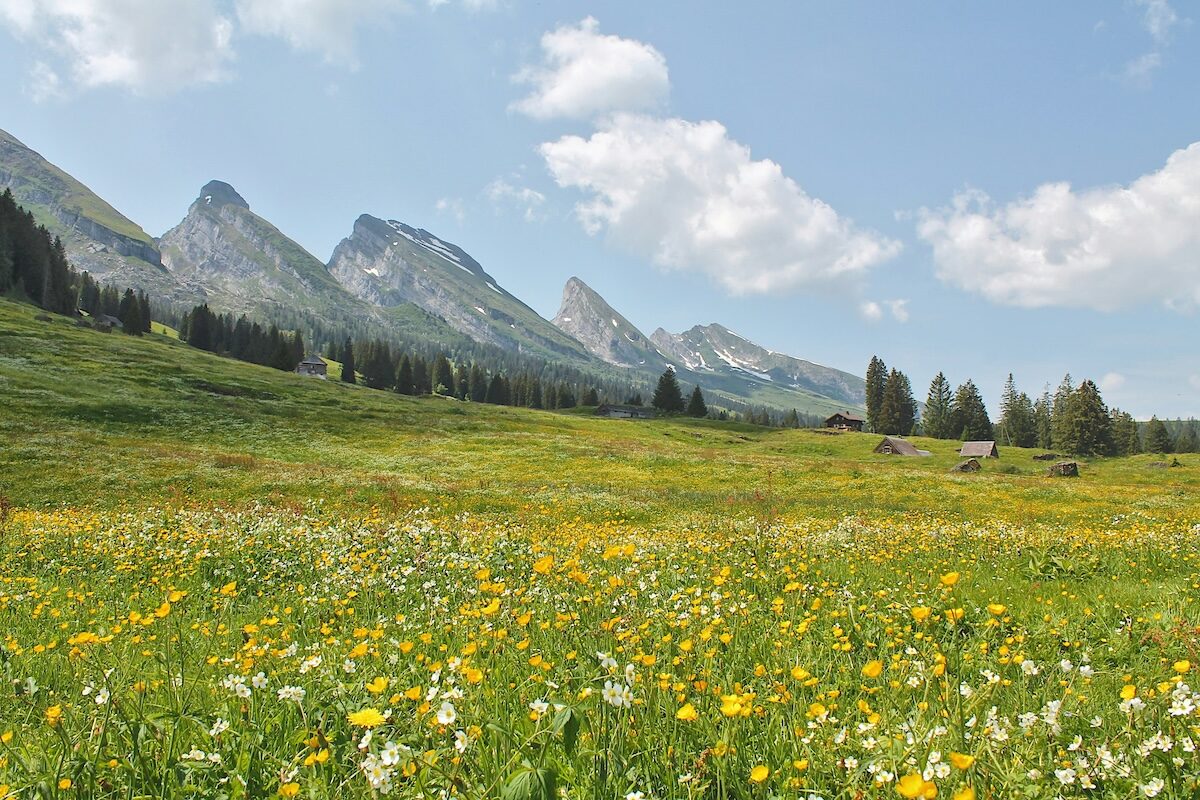 A grassy meadow with yellow and white wildflowers is in the foreground, with pine trees and jagged mountains in the background under a partly cloudy sky.