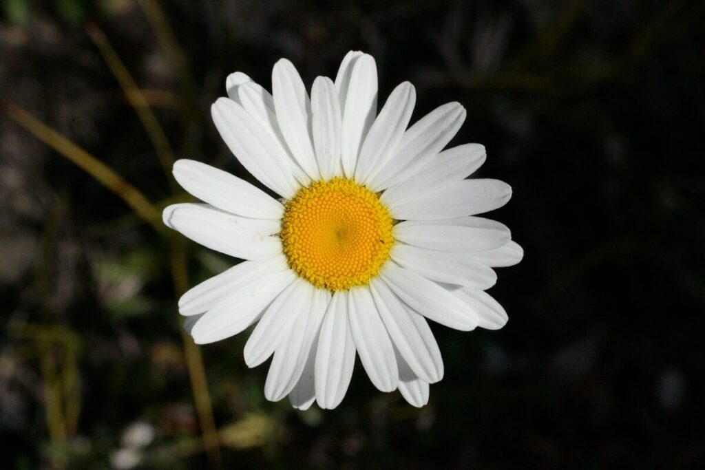 A single white daisy flower with a yellow center is shown in close-up against a dark, blurred background.