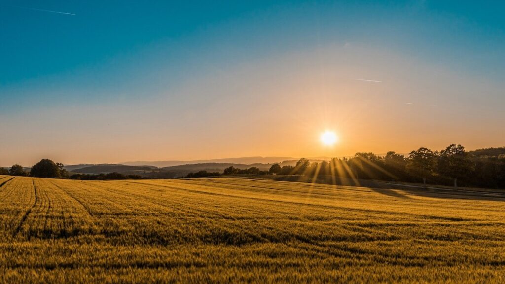 Sun rising over a wide, golden field with trees along the horizon under a clear blue sky.