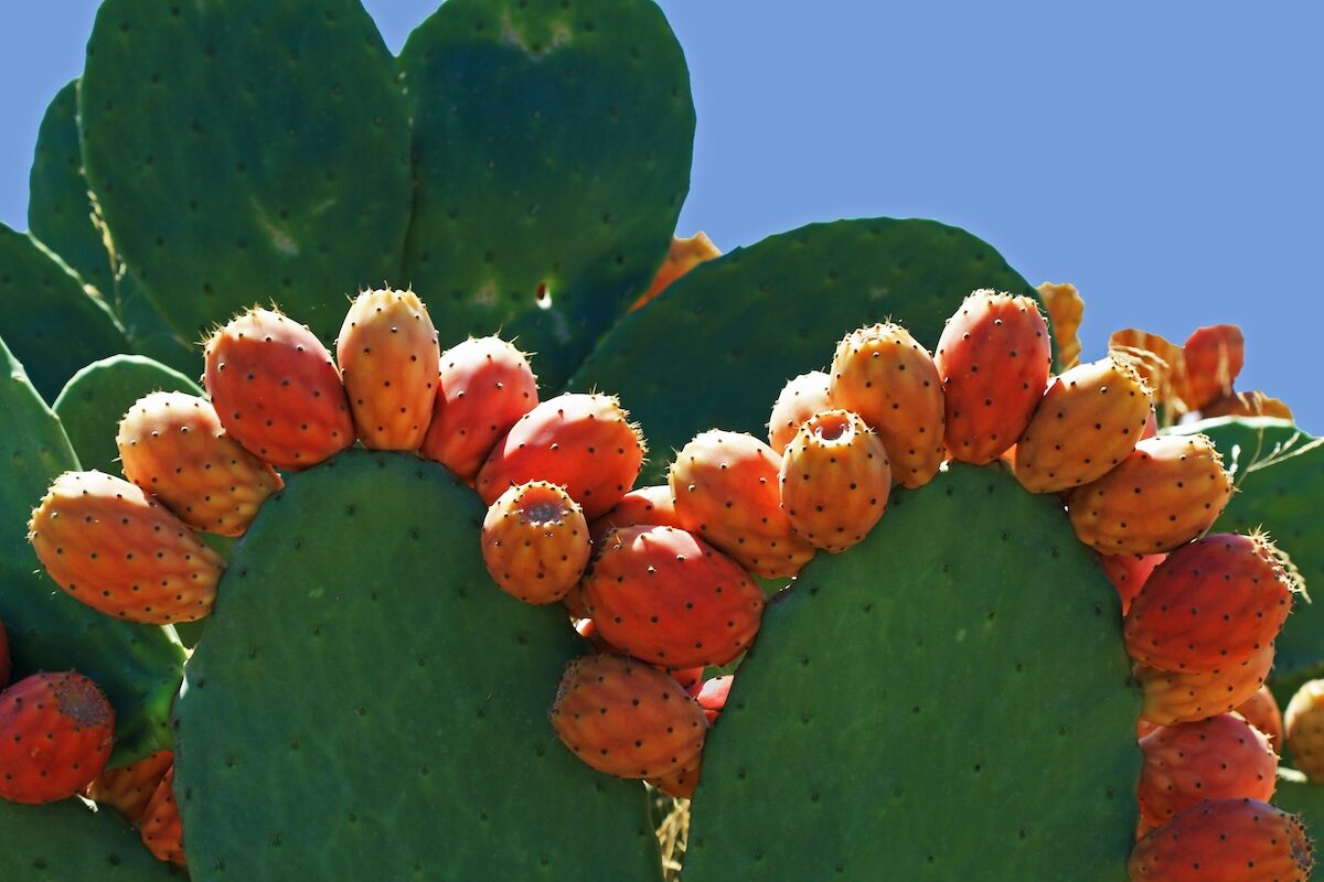 Close-up of a prickly pear cactus with clusters of reddish-orange fruit on top of its green pads against a clear blue sky.