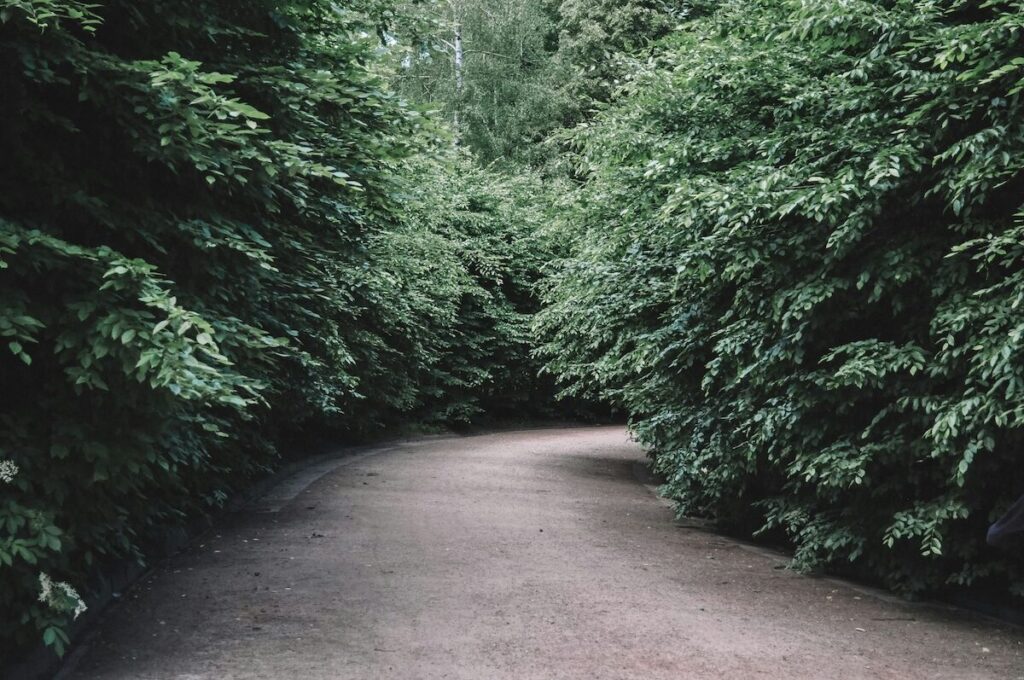 A paved path curves through dense green bushes and trees on both sides, with no people visible.