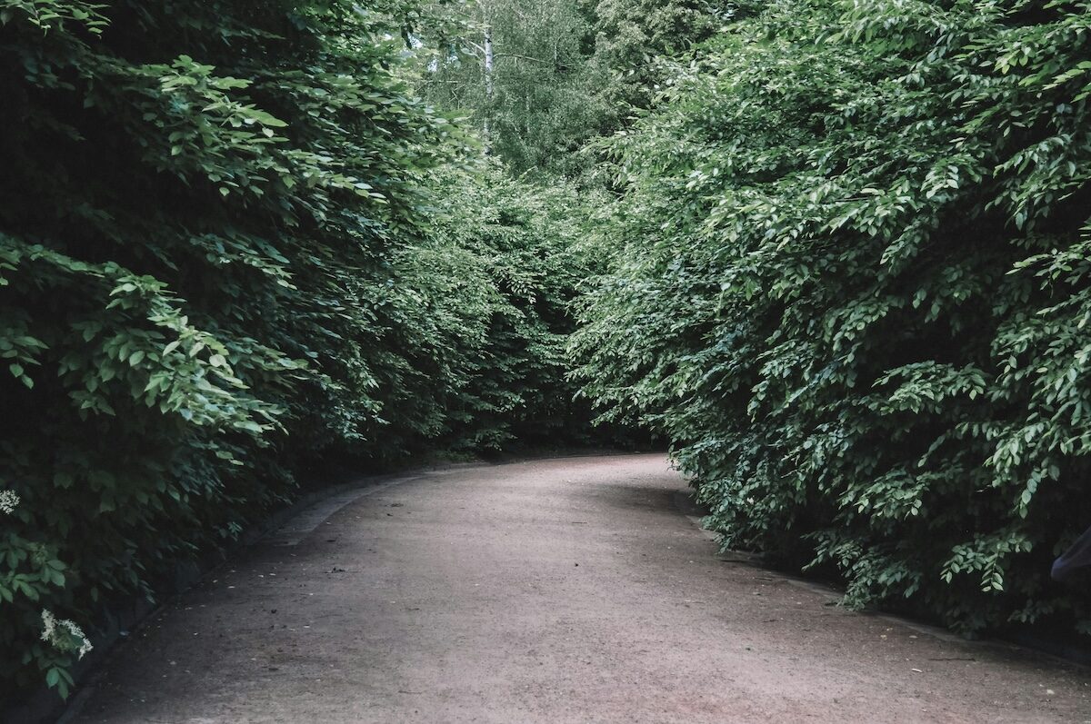 A paved path curves through dense green bushes and trees on both sides, with no people visible.