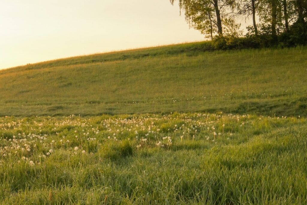 A grassy field with clusters of white wildflowers slopes upward toward a line of trees under a soft, golden sky.