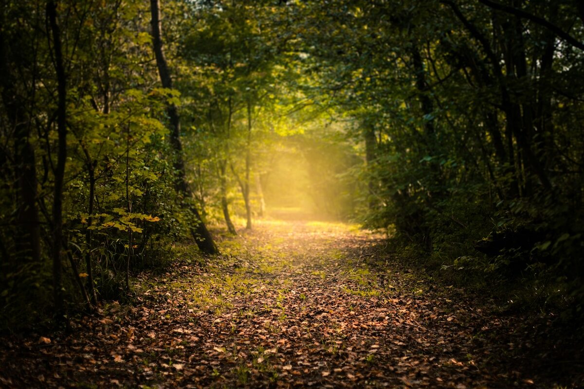 A wooded path covered in fallen leaves is illuminated by soft sunlight filtering through the trees.