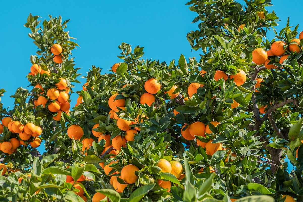 Orange trees with ripe oranges growing among green leaves under a clear blue sky.