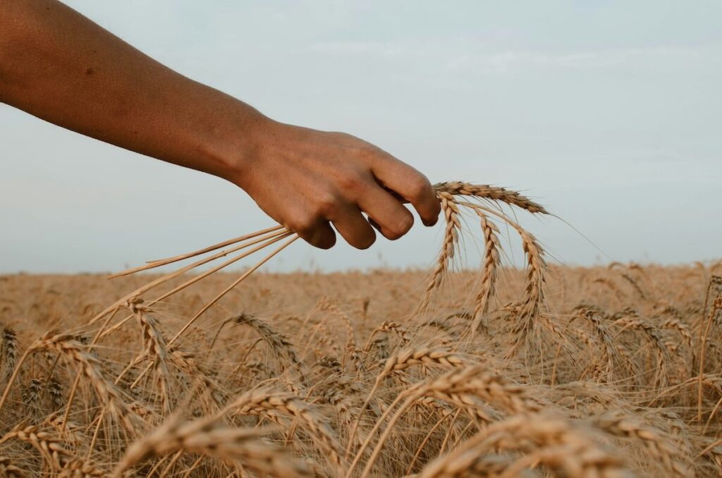 A hand gently grasps wheat stalks in a golden wheat field under a clear sky.