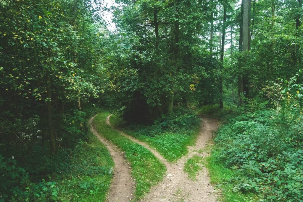 A dirt path in a green forest splits into two directions, with dense trees and foliage on both sides.
