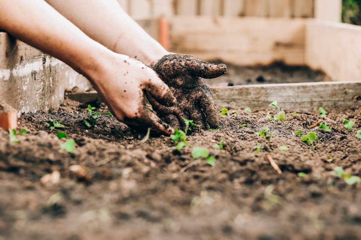 Close-up of hands with soil planting small green seedlings in a garden bed.
