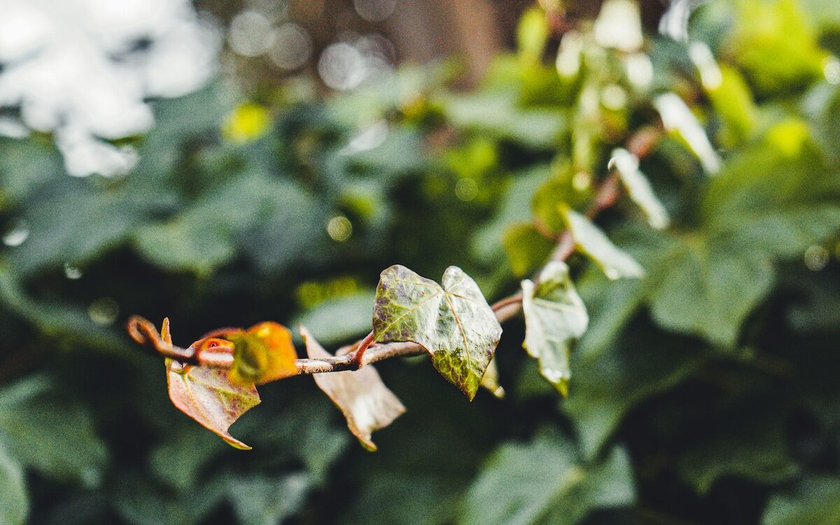A close-up of a vine with green and some brown leaves, with a blurred background of dense green foliage.