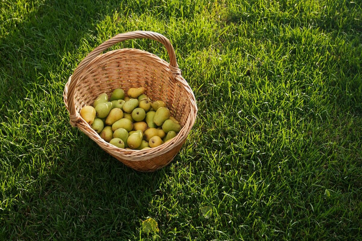 A wicker basket filled with green and yellow apples sits on a grassy lawn in sunlight.