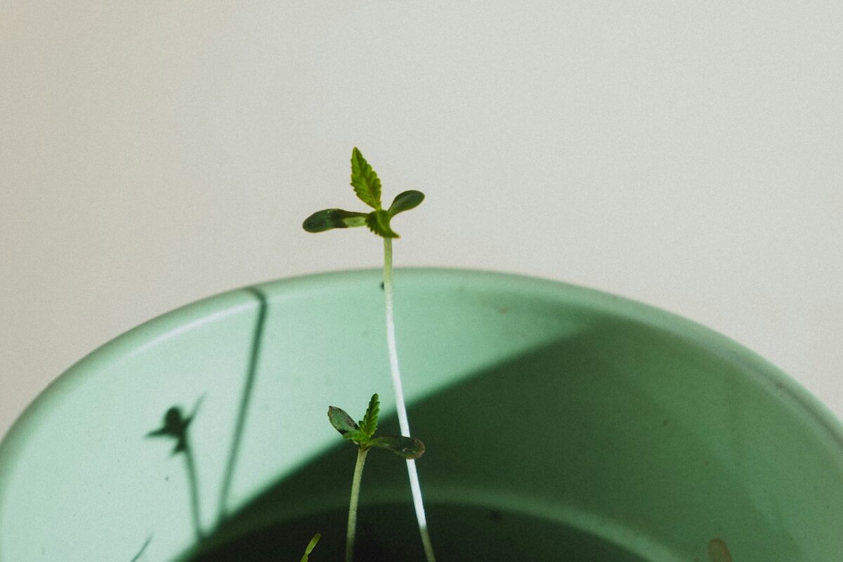 A small green seedling with a thin stem and a few leaves grows in a light green pot against a plain background.
