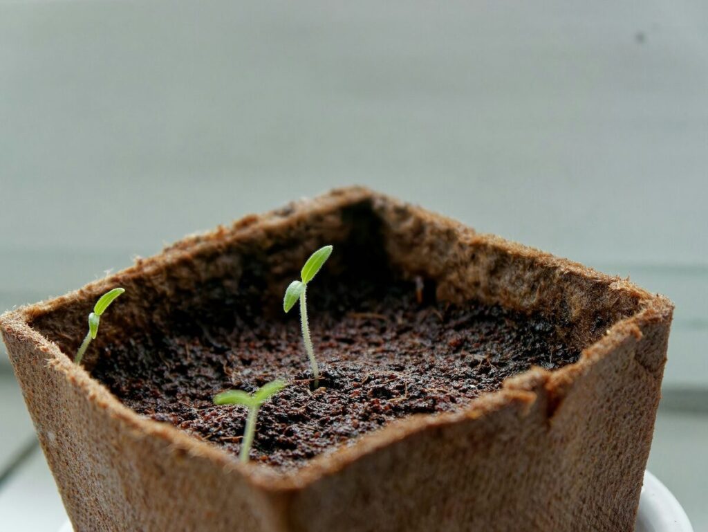 Three small green seedlings sprouting from dark soil in a biodegradable square pot.