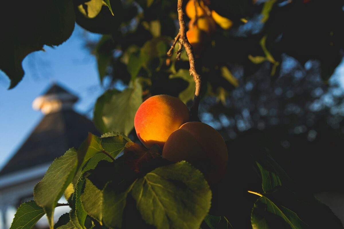 Close-up of ripe peaches hanging from a tree branch with green leaves, partially illuminated by sunlight; a building roof is visible in the blurred background.