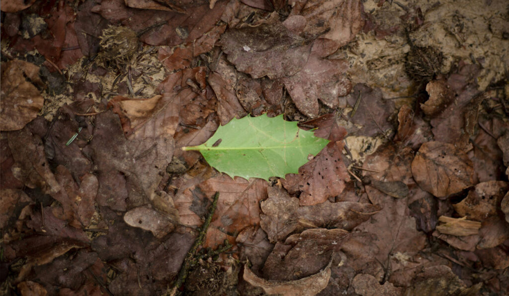 A single green leaf sits on top of a pile of dead, brown leaves.