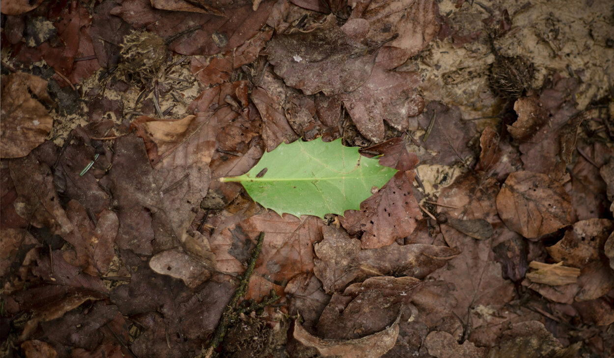 A single green leaf sits on top of a pile of dead, brown leaves.