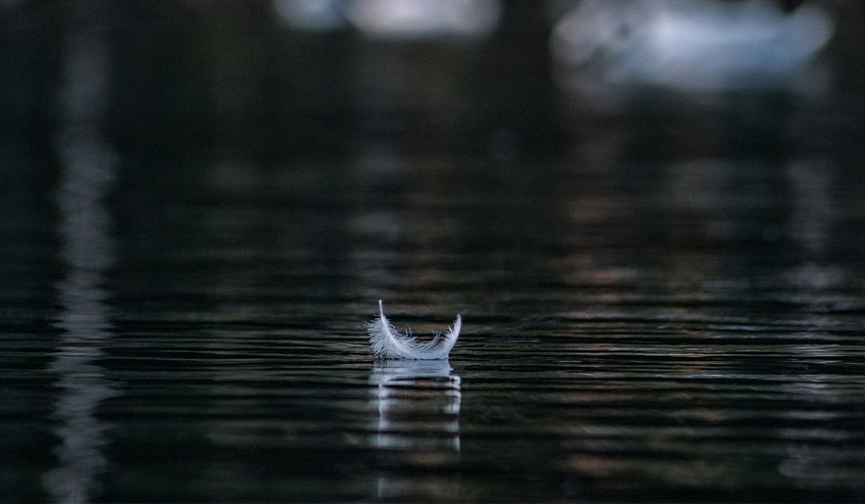 A single, white feather floats in the water.
