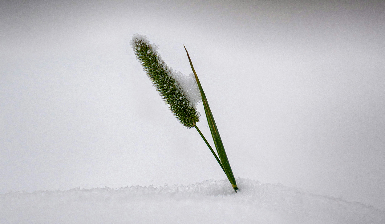 A green cattail plant sprouts out of the snow.