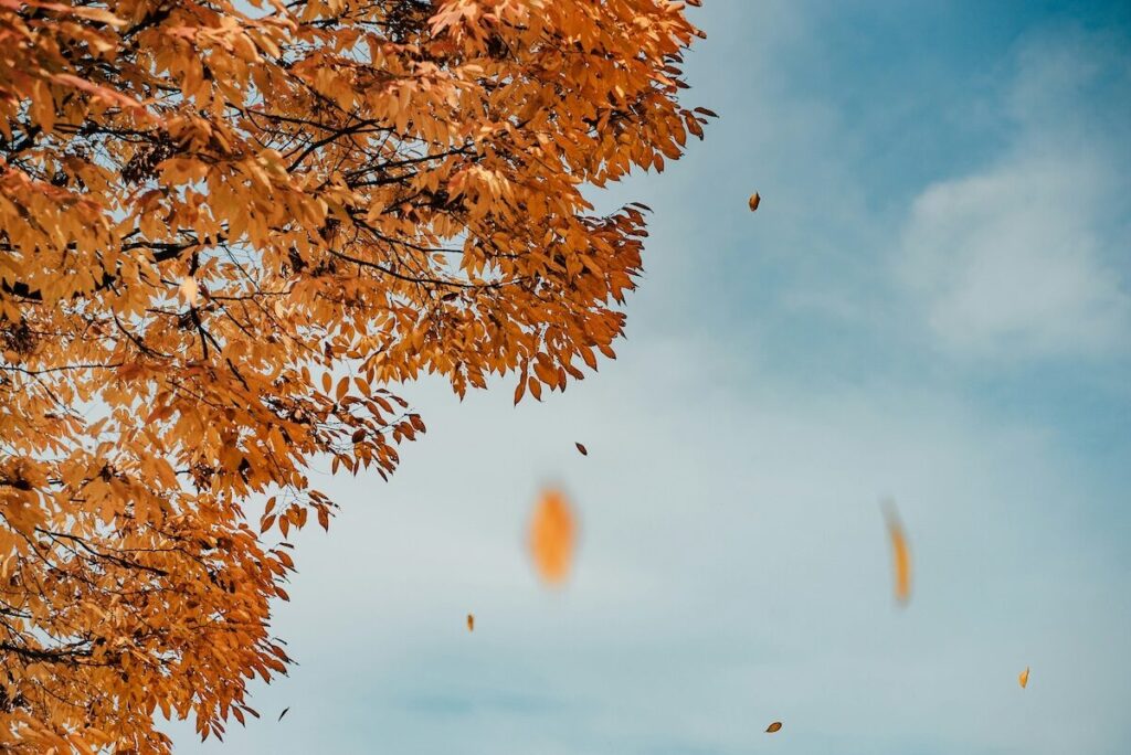 Branches with orange autumn leaves extend from the upper left corner against a blue sky as several leaves fall.