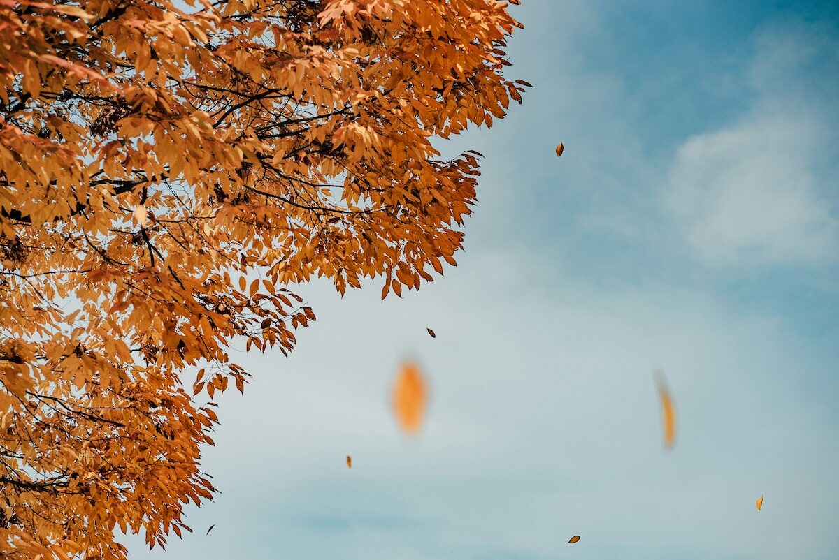 Branches with orange autumn leaves extend from the upper left corner against a blue sky as several leaves fall.