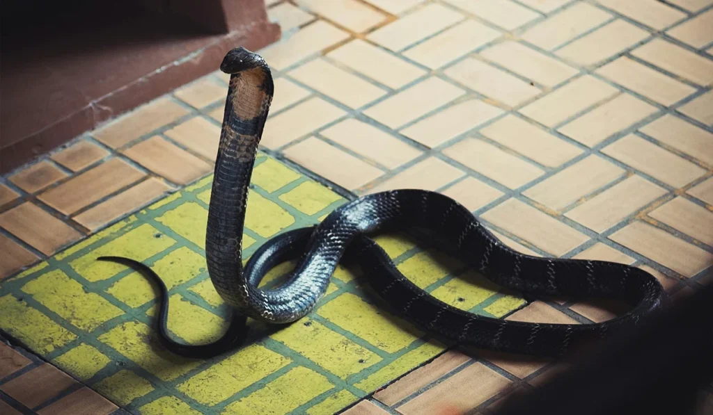 A black cobra with its hood flared is coiled on a tiled floor near the edge of a step.