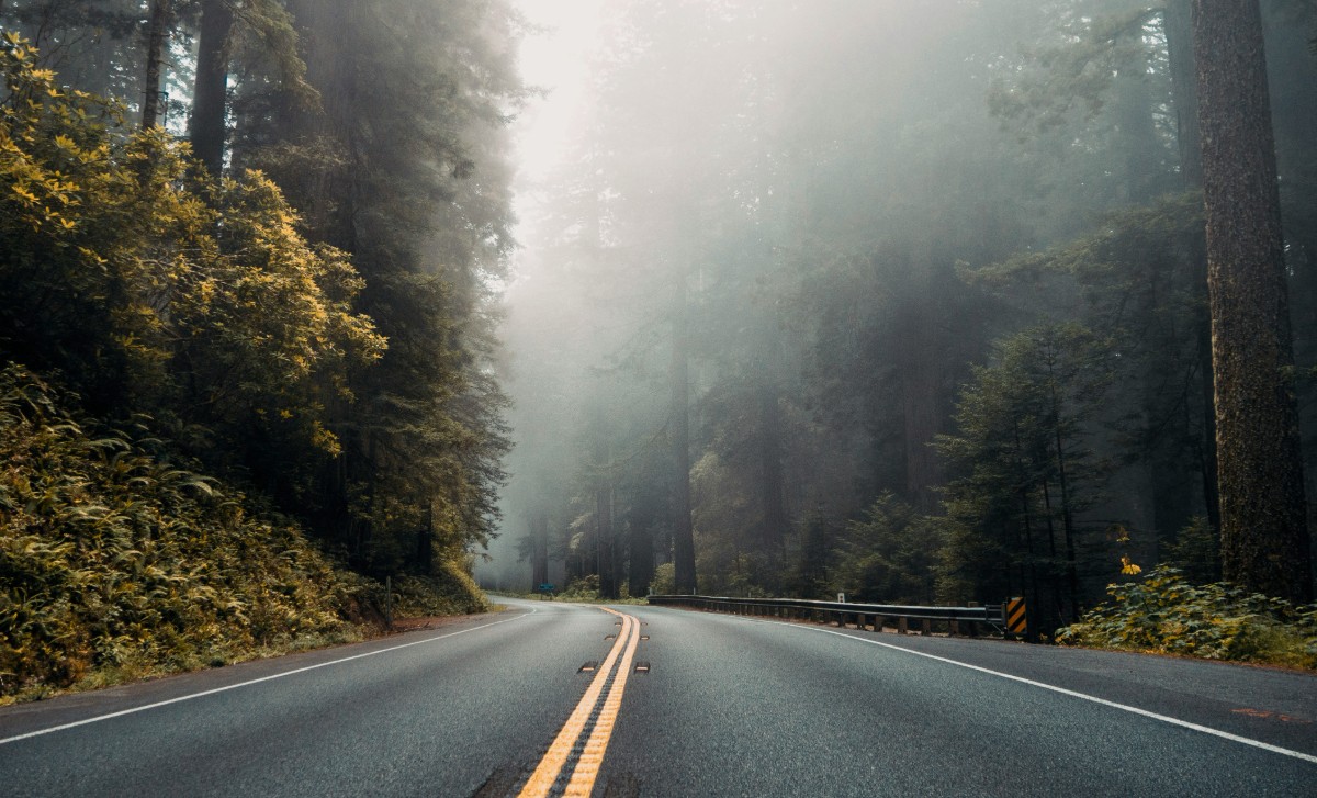 A foggy road through a dense forest, with tall trees on both sides and a yellow line dividing the lanes.