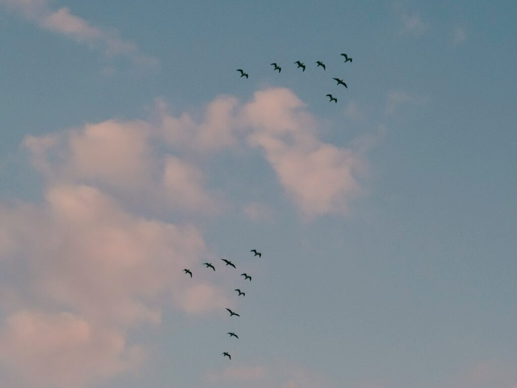 Flock of birds flying in two V formations against a sky with scattered clouds.