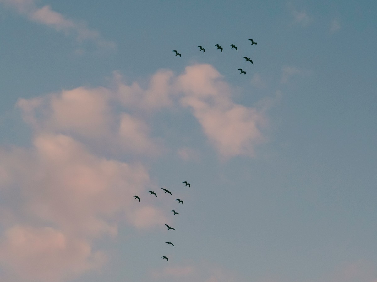 Flock of birds flying in two V formations against a sky with scattered clouds.