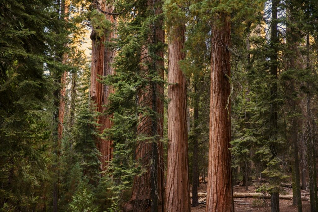 Tall redwood trees standing in a dense forest with green foliage surrounding them. The forest floor is covered with fallen leaves and light filters through the branches.