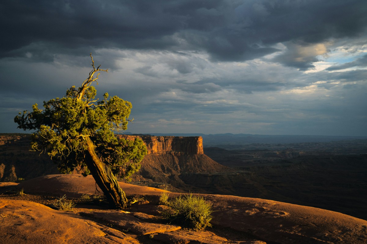 A solitary tree stands on a rocky ledge under a cloudy sky, with distant mesas visible in the background.