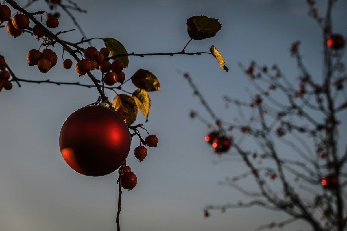 A red Christmas ornament hangs from a tree branch with autumn leaves and berries against a dusky sky.