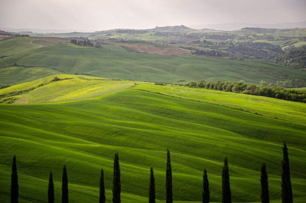 Rolling green hills with scattered trees under a cloudy sky, featuring a row of cypress trees in the foreground.