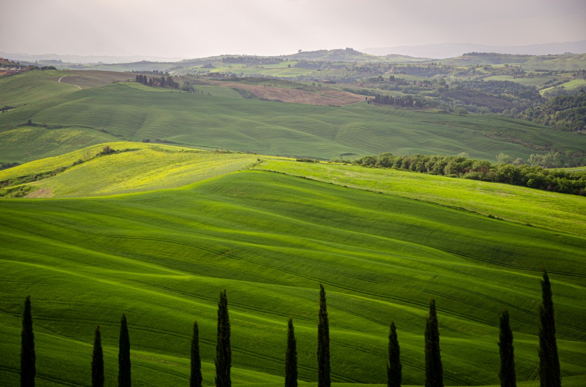 Rolling green hills with scattered trees under a cloudy sky, featuring a row of cypress trees in the foreground.