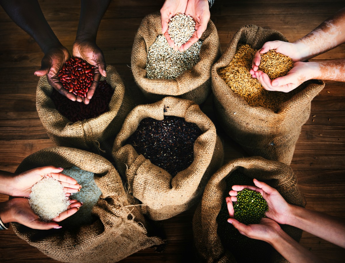 Several hands holding different types of grains and beans over burlap sacks filled with similar contents, placed on a wooden surface.