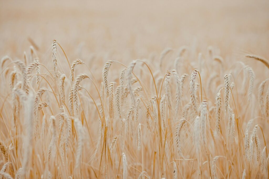 A close-up view of a golden wheat field with tall, ripe wheat stalks swaying gently.