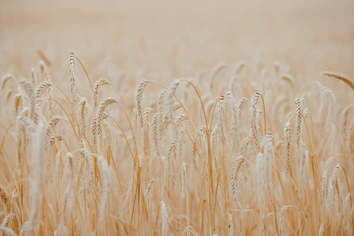 A close-up view of a golden wheat field with tall, ripe wheat stalks swaying gently.