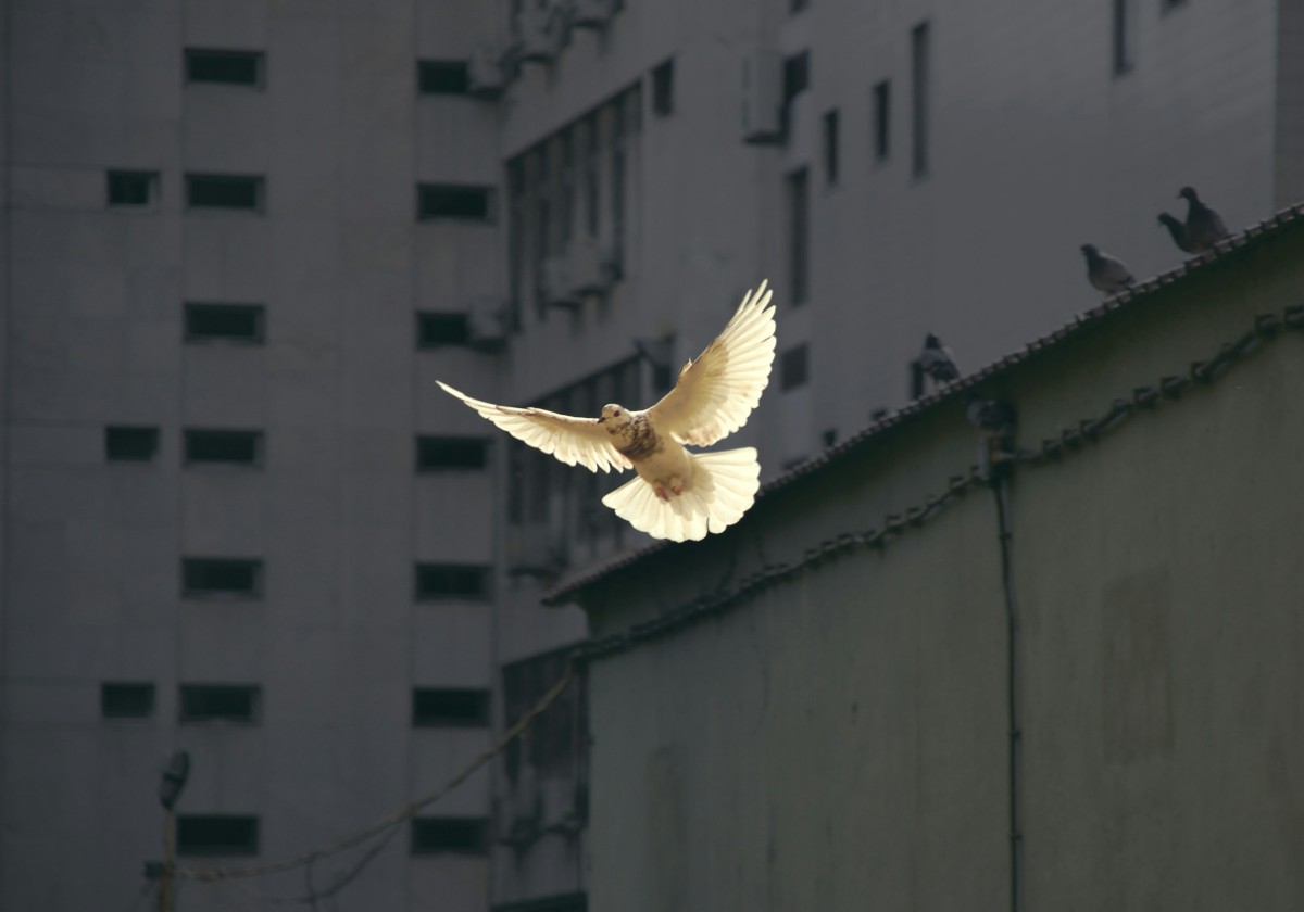 A bird in flight with wings spread wide against a backdrop of urban buildings and a ledge with perched pigeons.