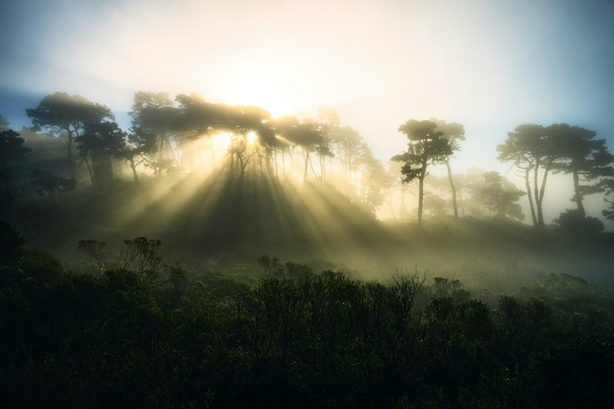 Sunlight streams through the trees in a foggy forest, creating dramatic rays. The light and mist combine to form an ethereal atmosphere above lush greenery.