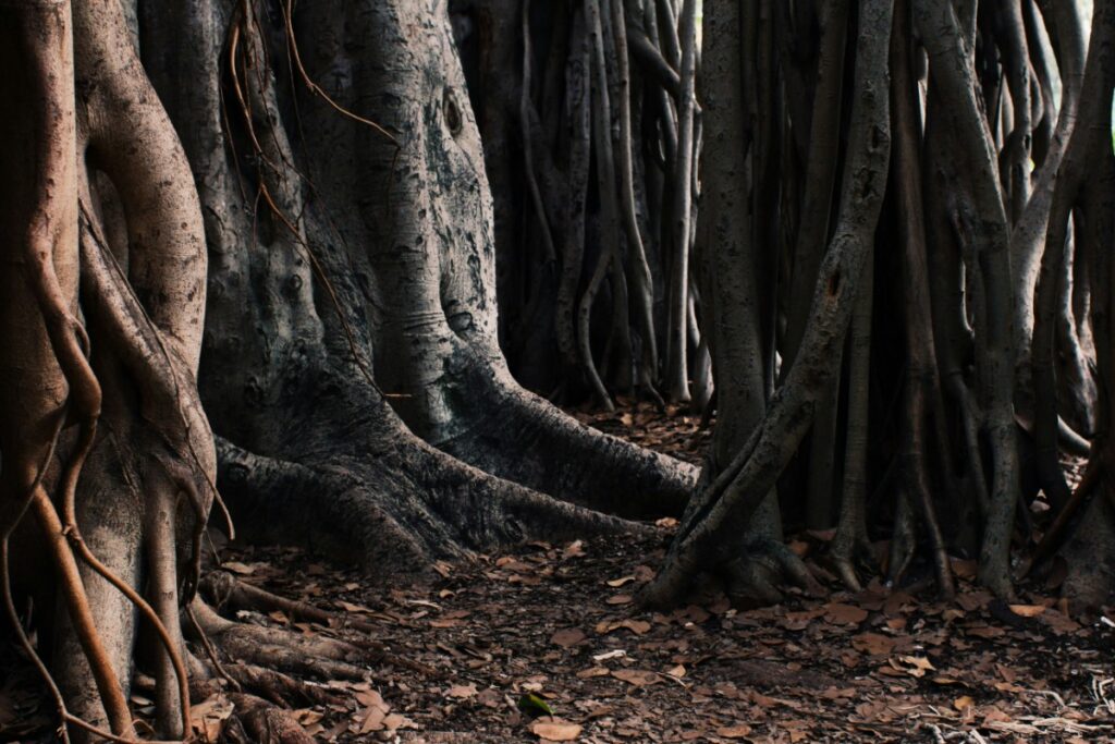 Close-up of thick tree roots and trunks in a dense forest, with rough textures and fallen leaves on the ground.