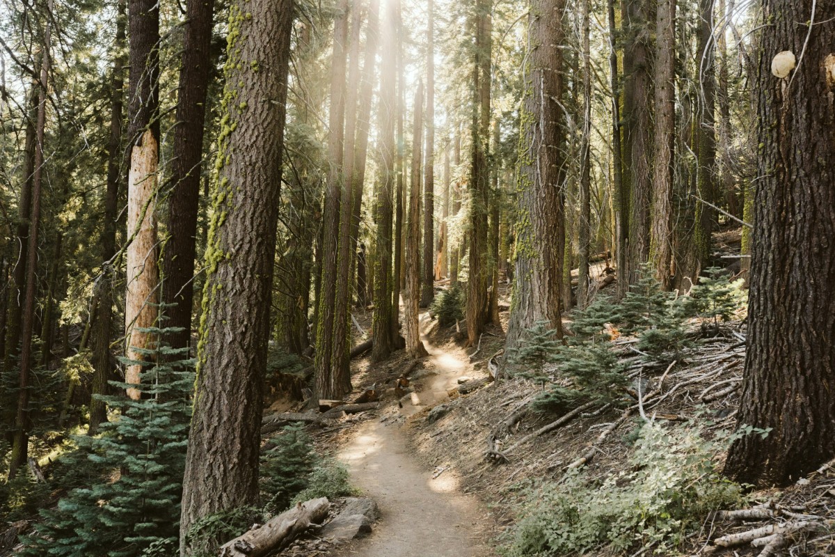 A sunlit forest trail winds through tall trees, with light filtering through the canopy. Dead leaves and small plants line the path.