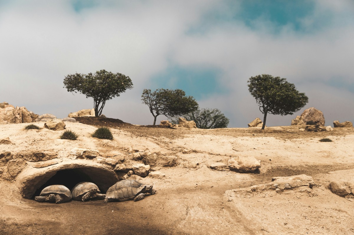 Three tortoises rest near a burrow entrance in a dry, rocky landscape with scattered small trees and a cloudy sky.