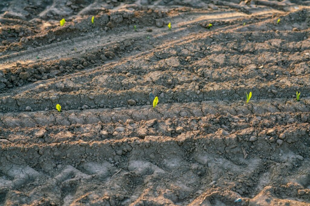 Rows of small green seedlings emerging from dry, textured soil.