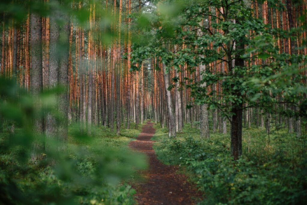 A narrow dirt path winds through a dense forest with tall, slender trees and lush green foliage.