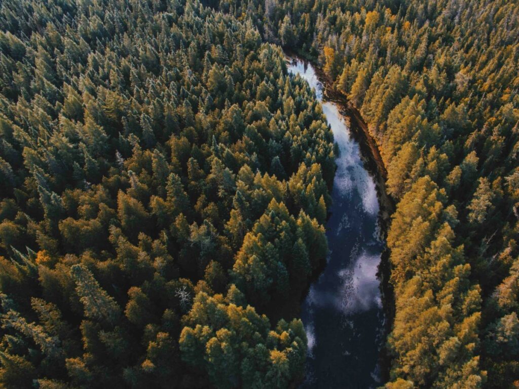 Aerial view of a river winding through a dense forest with evergreen trees.