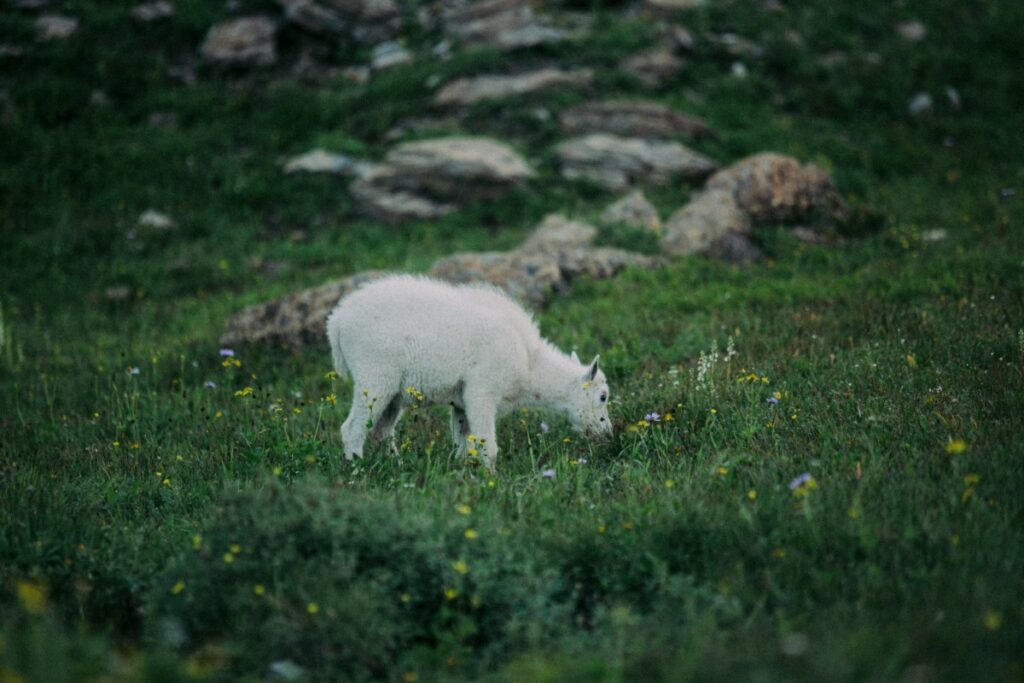 A white goat grazes on a grassy hillside with rocks in the background.