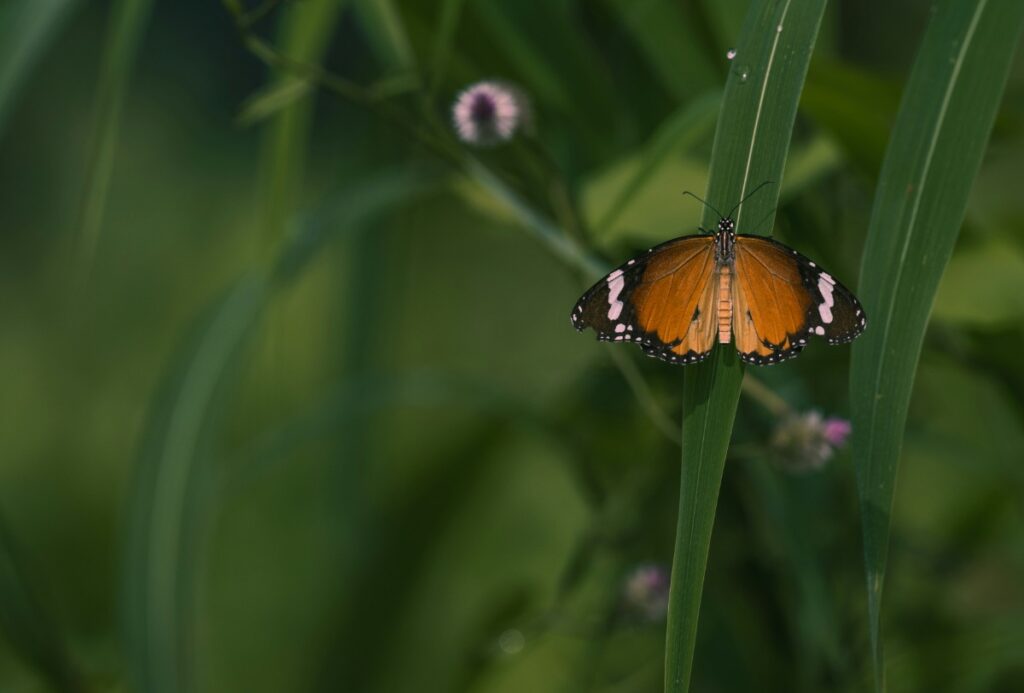 A monarch butterfly rests on a green leaf, surrounded by slender grasses and small flowers.
