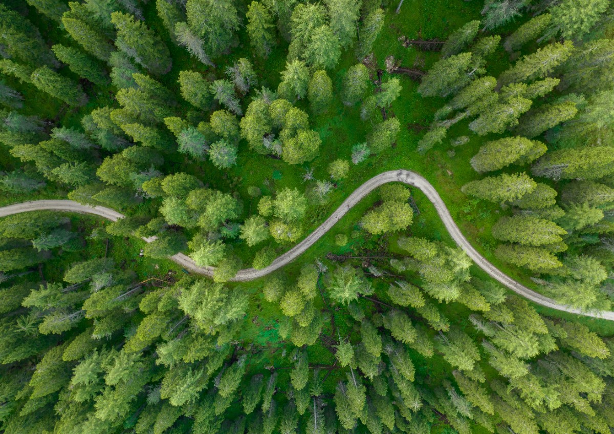 A winding road cuts through a dense forest of green trees, viewed from above.
