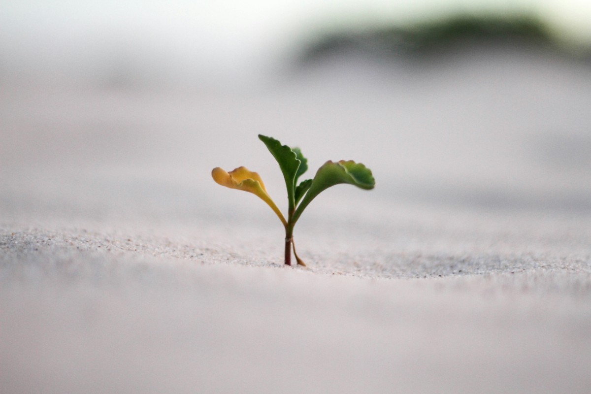 A small green sprout with two leaves emerging from sandy soil.